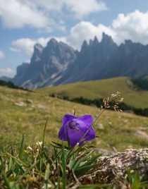 A wildflower in the Dolomites 