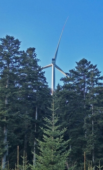 A windmill in a forest 
