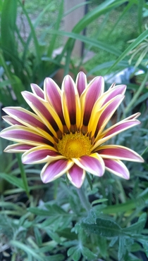 A wonderful Gazania about to planned at my work OC 