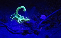 A Yellow Scorpion eats his prey near Sde Boker in the Negev Desert Israel on August   Scorpions have chemicals in their cuticle that naturally fluoresce when viewed under black light 