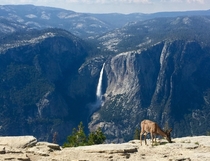 A young buck having a snack on Yosemite National Parks Sentinel dome today Yosemite falls in the background 