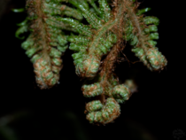 A young fern leaf
