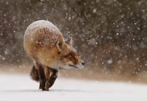 A young foxs first snow 