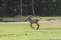 A young Grants zebra Equus quagga boehmi enjoying a cool day at the amazing Burgers Zoo savanna exhibit One of the best I have seen worldwide Most of Africas big mammals are threatened by loss of habitat and hunting Grants zebras are still numerous but mo