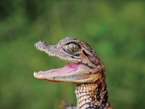 A young spectacled caiman 