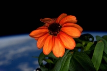 A zinnia growing in the cupola of the International Space Station