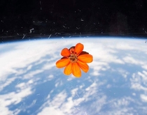 A Zynnia Hybrida one of the few flowers grown in space pictured in the ISS Cupola during expedition 