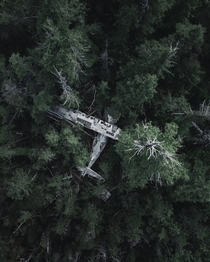 Abandoned airplane lost in the green woods