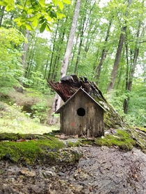 Abandoned birdhouse in the backyard