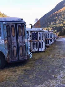 Abandoned busses in Sandon BC