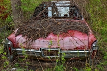 Abandoned  Cadillac DeVille convertible I came across on one of my ventures  