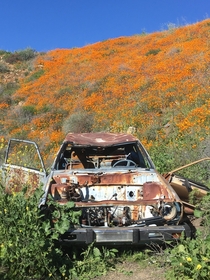 Abandoned car in poppy fields