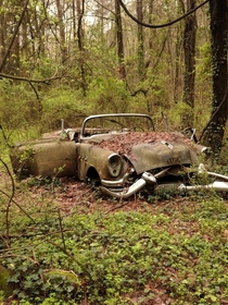 Abandoned car just off a walking trail