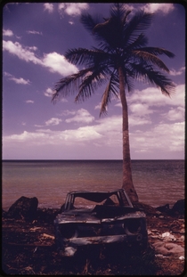 Abandoned Car Under a Palm Tree at Rincn Puerto Rico  Photo by John Vachon 