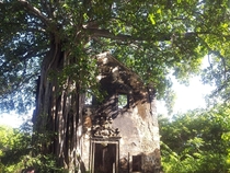 Abandoned church being held up by tree in Paraiba Brasil x