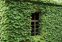 Abandoned home in China overgrown with ivy