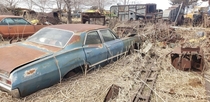 Abandoned  impala