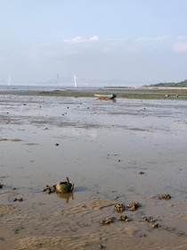 Abandoned kettle in the mudflat in Hong Kong 
