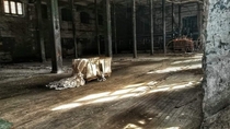Abandoned lace factory Pennsylvania