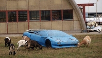 Abandoned Lamborghini Diablo 