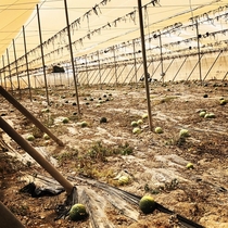 Abandoned melon farm