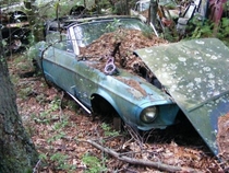 abandoned Mustang junkyard found in Rhode Island link in comments 