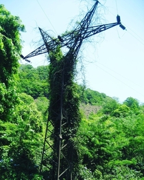 Abandoned power transmission tower covered with ivy Abkhazia