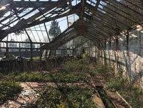 Abandoned s greenhouse