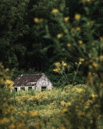 Abandoned shed in the woods taken over by yellow flowers 