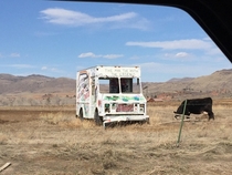 Abandoned truck out in the Rockies Featuring a cow