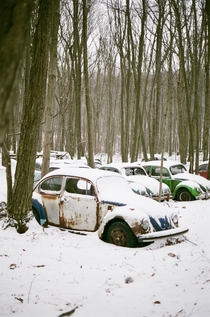 Abandoned VW beetles covered in snow  Fuji Superia  