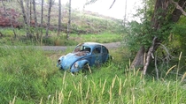 Abandoned VW Bug in WA