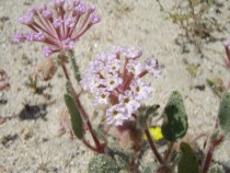 Abronia villosum Desert Verbena 