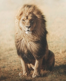 Absolutely majestic lion