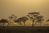 Acacias in the Serengeti at the Golden hour 