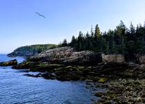 Acadia National Park - Maine USA 