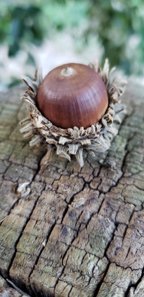 Acorn found on a hiking trail at November in Kainan Japan 