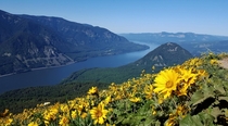 Acres of balsamroot Wind Mountain and the Columbia River Gorge from Dog Mountain WA USA 