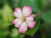 Adenium flower 
