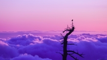 Admiring an inverted mountain sunset with a bird - Mount San Jacinto CA 