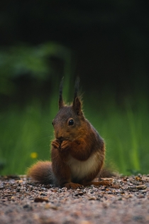 Adolescent squirrel having a roadside snack