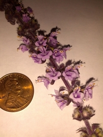 African Blue Basil blossoms 
