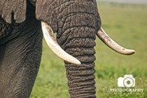 African Elephant Tusk Ngorongoro Crater 