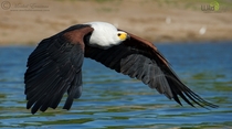 African Fish Eagle Haliaeetus vocifer in mid-flight x