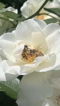 African honey bees enjoying my roses 