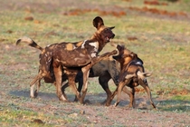 African wild dog Lycaon pictus Botswana 