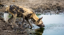 African Wild Dog stops for a drink 