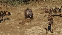 African Wild Dogs Lycaon pictus vs Brown Hyena Hyaena brunnea 