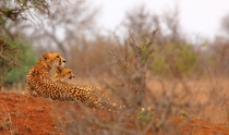 After a failed hunt a Cheetah with her one surviving cub - photo by tdwrsa 