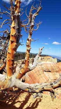 After  days of hiking I felt haggard like this Bristlecone Pine 